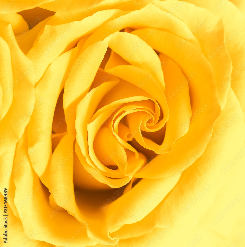 Soft focus, abstract floral background, yellow rose flower. Macro flowers backdrop for holiday brand design Soft focus, abstract floral background, yellow rose flower. Macro flowers backdrop for holiday brand design