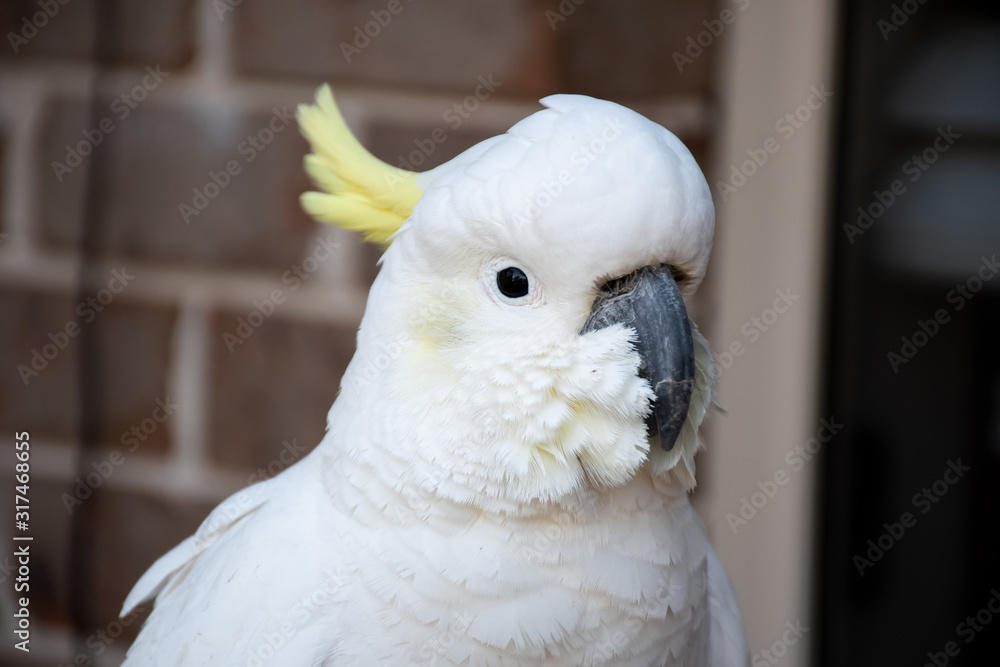 Curious sulphur-crested cockatoo close up near the window Curious sulphur-crested cockatoo close up near the window