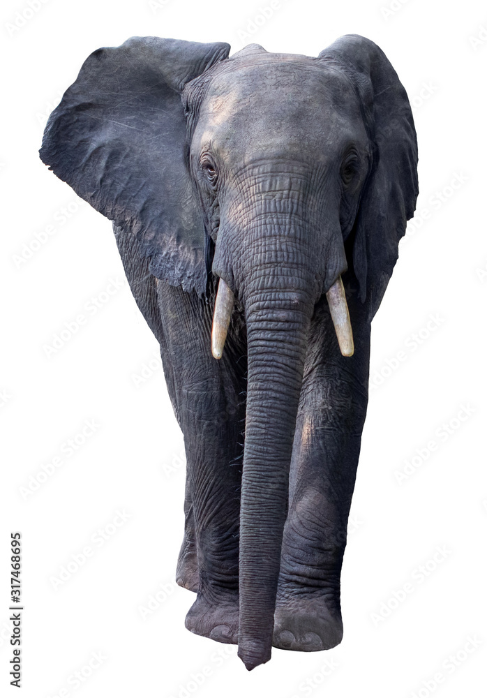 Obraz premium African Elephant isolated on white background.