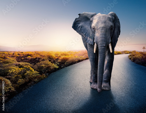 African elephant standing on tar road.