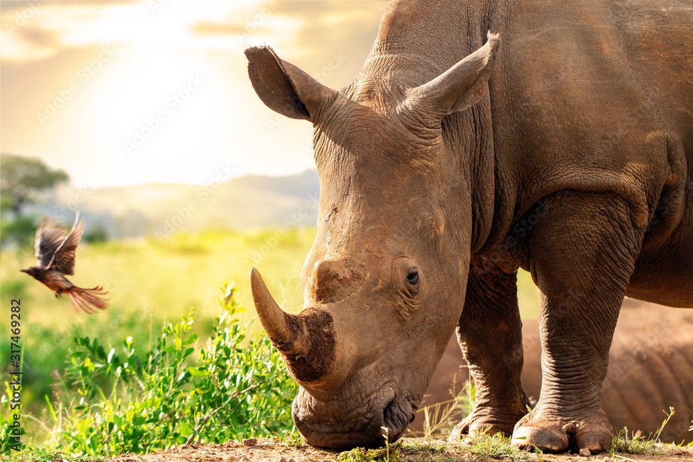 Fototapeta premium African rhino in savannah at sunset.