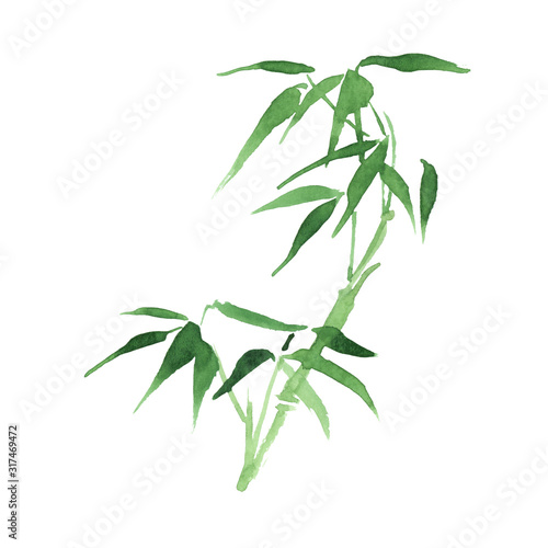handpainted watercolor Bamboo isolated on white background
