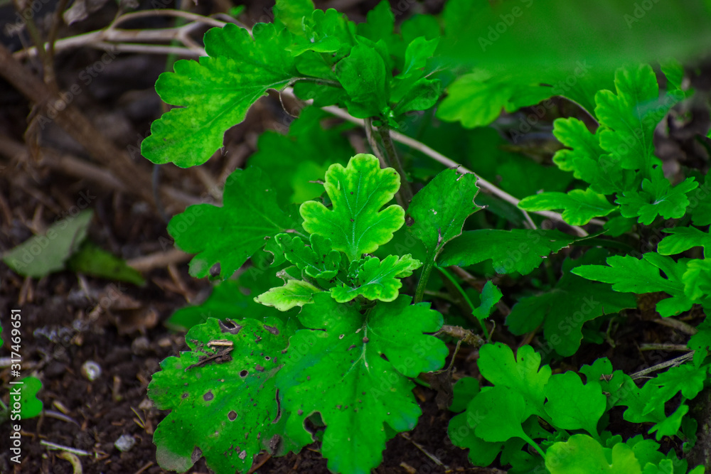 leaves of a chrysanthemum flower beautiful background leaves of a chrysanthemum flower beautiful background