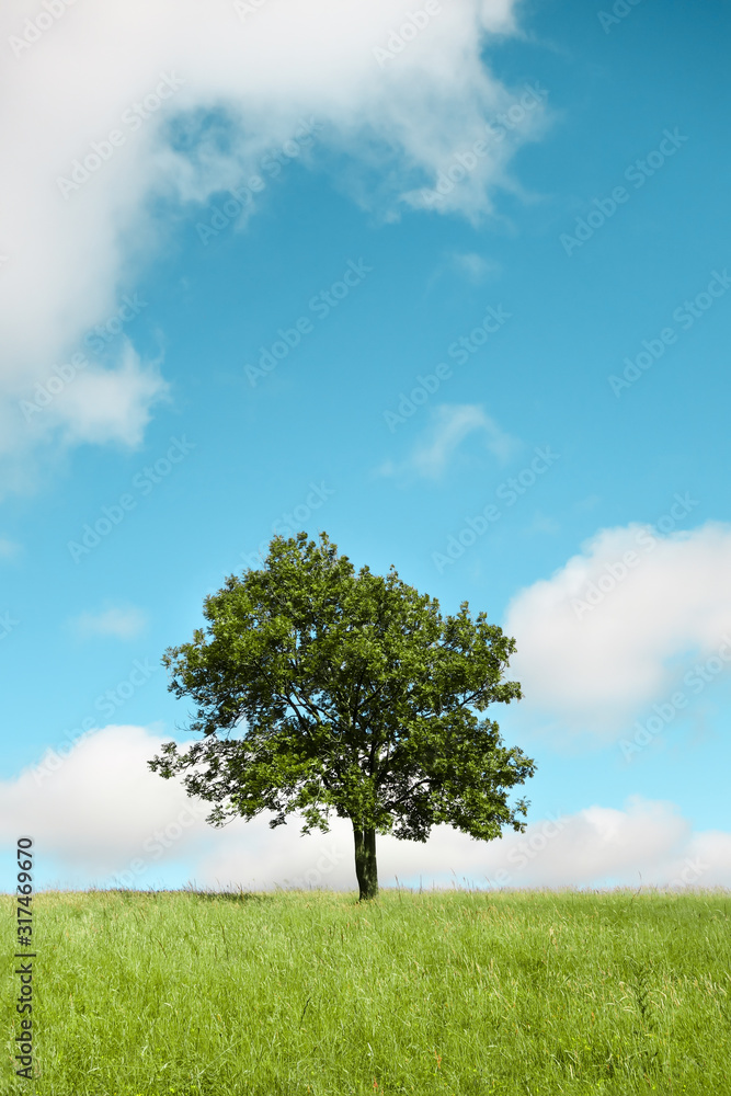 Solitary Tree in Green Grass against Blue Summer Sky with Fluffy White Clouds