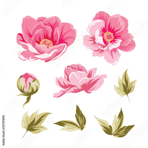 Chinese peonies bud collection. Elements of peony flowers isolated on white background. Bouquet of asia Peonies. Flower on white backdrop. Beautiful set of flowers.