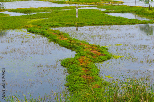 pond in the garden