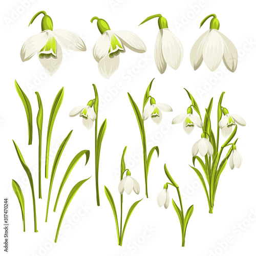 Vector set of flowers of Galanthus. Collection of Botanical illustration. Spring bouquet of snowdrops. Flower isolated against white. Beautiful set of flowers. Vector illustration.