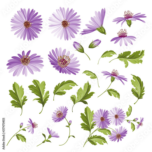 Set of chicory flowers elements. Botanical illustration of endive. Collection of chicory. Blue cichorium flowers isolated on white background. Vector illustration.