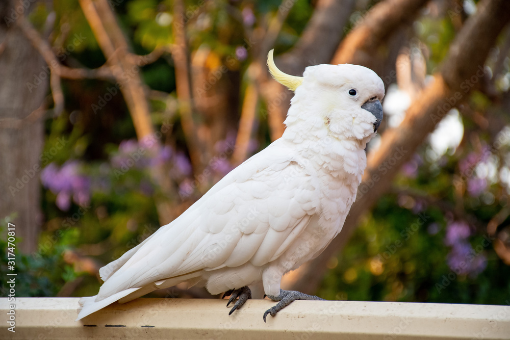 Curious sulphur-crested cockatoo sitting on the backyard fence Curious sulphur-crested cockatoo sitting on the backyard fence