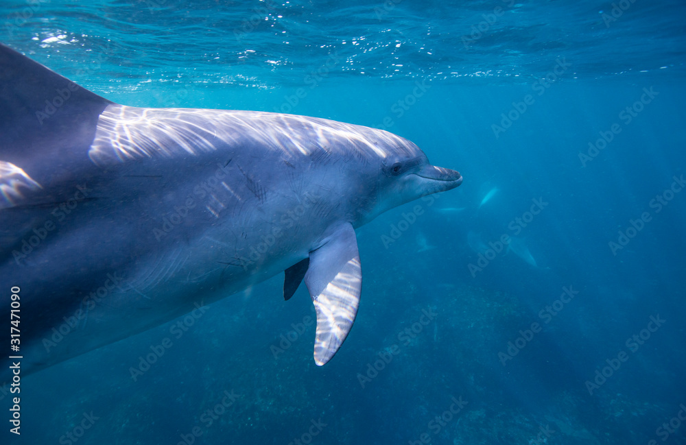 Naklejka premium dolphin in water