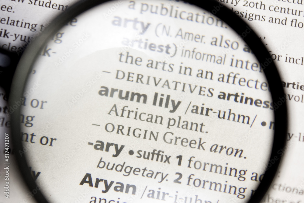 Arum lily word or phrase in a dictionary. Arum lily word or phrase in a dictionary.