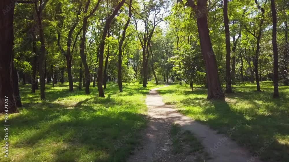 movement along a path in a green leafy park towards the sun's rays and glare movement along a path in a green leafy park towards the sun's rays and glare