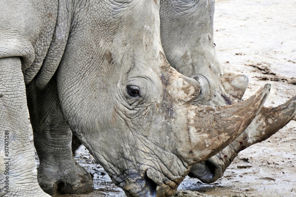 Fototapeta premium rhino a endangered african animal in the zoo 