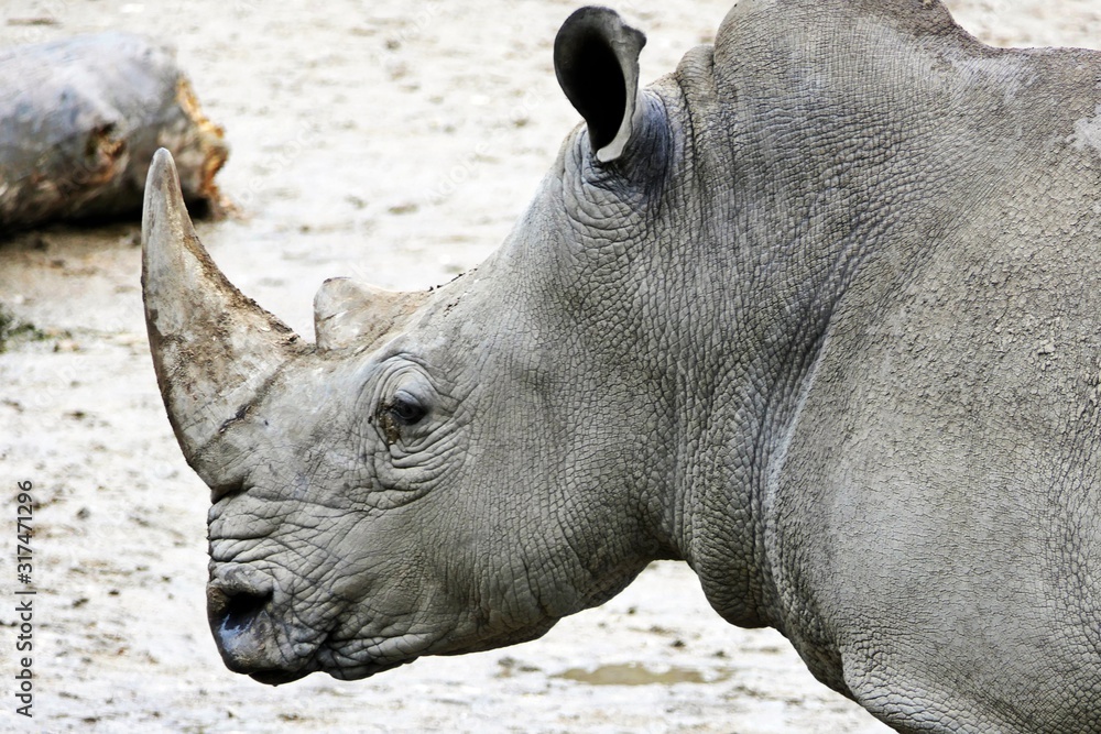 rhino a endangered african animal in the zoo rhino a endangered african animal in the zoo