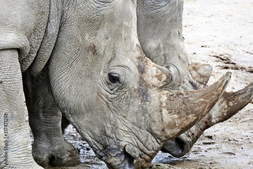rhino a endangered african animal in the zoo  © Chamois huntress