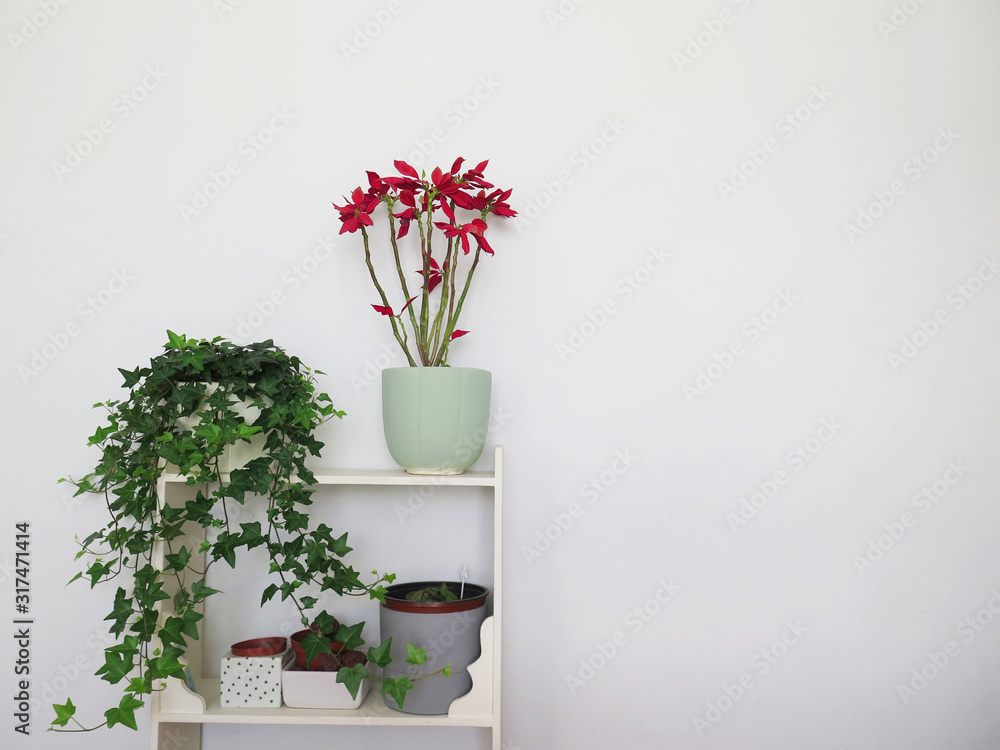 Fototapeta premium Potted plants on white wall