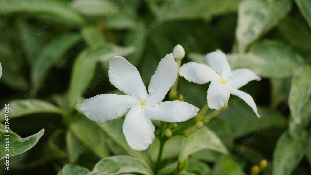 white flower in garden white flower in garden