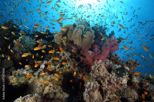 Coral Reef Saudi Arabia