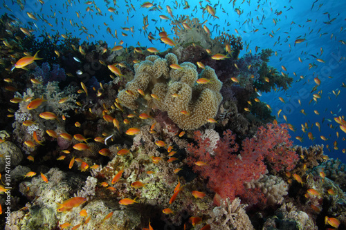 Fototapeta Naklejka Na Ścianę i Meble -  Coral Reef Saudi Arabia