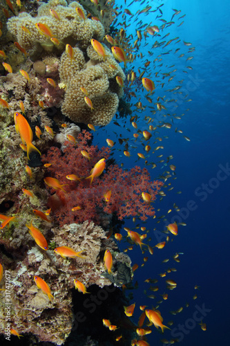 Coral Reef Saudi Arabia