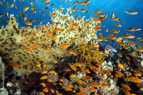 Coral Reef Saudi Arabia