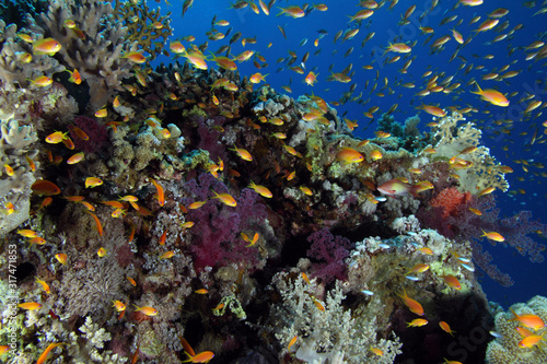 Fototapeta Naklejka Na Ścianę i Meble -  Coral Reef Saudi Arabia