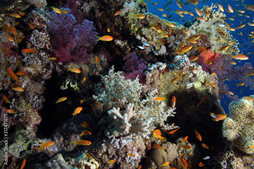 Coral Reef Saudi Arabia © Christian
