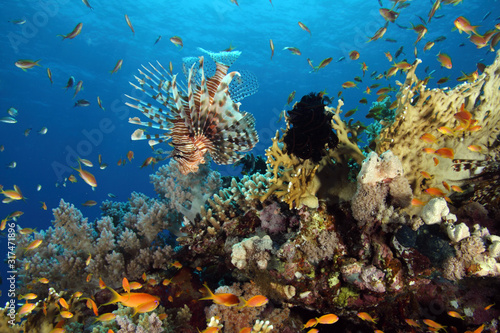Coral Reef Saudi Arabia © Christian