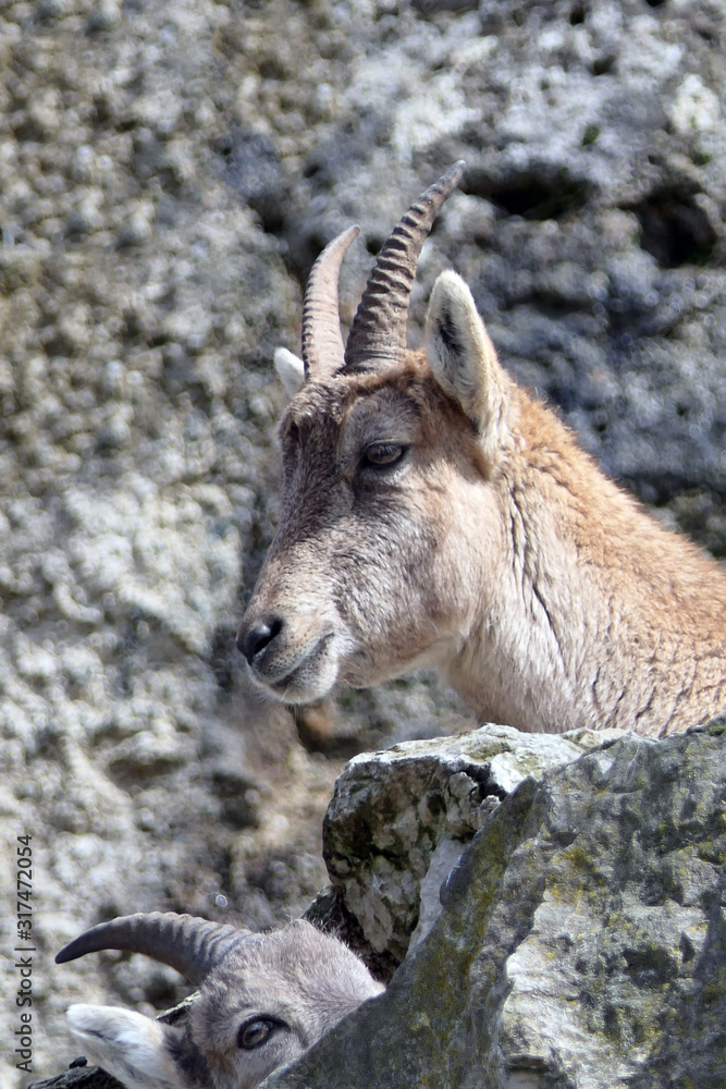 a ibex female is relaxing in the sun