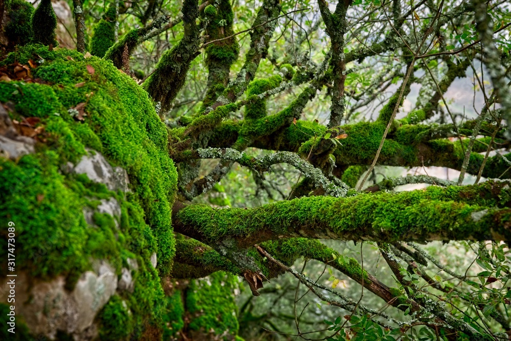 Mossy trees and rocks in a national park in Spain