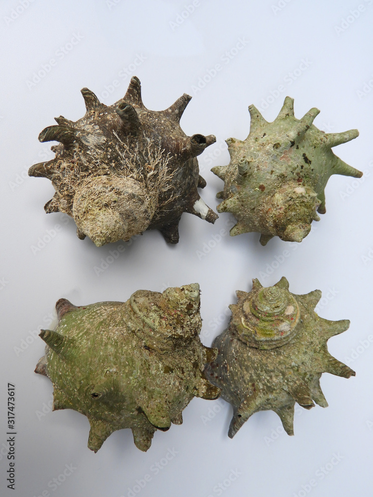 Obraz premium サザエ11