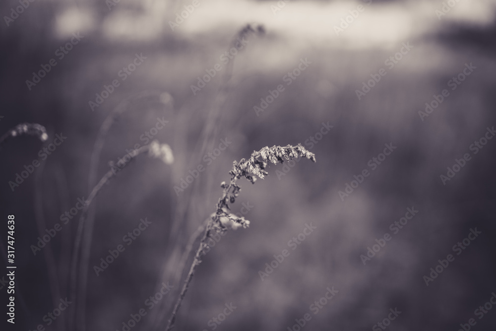Obraz premium Beautiful tall plant with bokeh in black and white