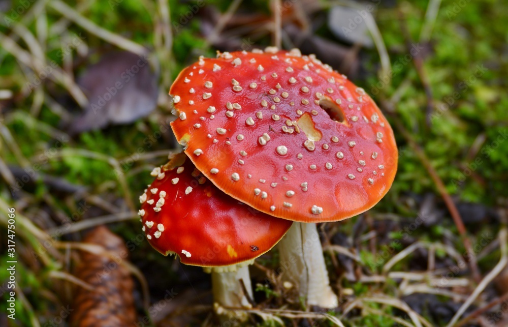 fly agaric in the forest fly agaric in the forest