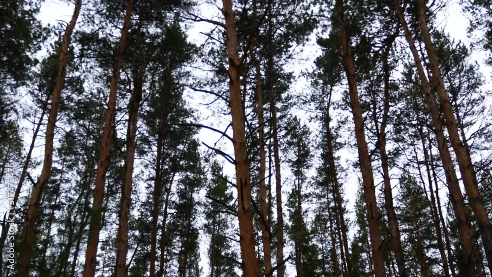 Pine forest against the winter sky Pine forest against the winter sky