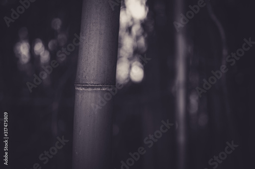 Beautiful bamboo forest with bokeh in black and white