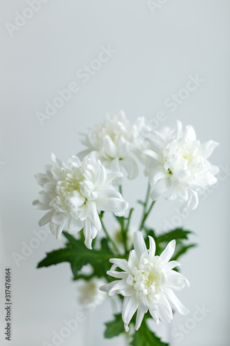 White flowers on a light background. White Bush Chrysanthemum. Vertical photo