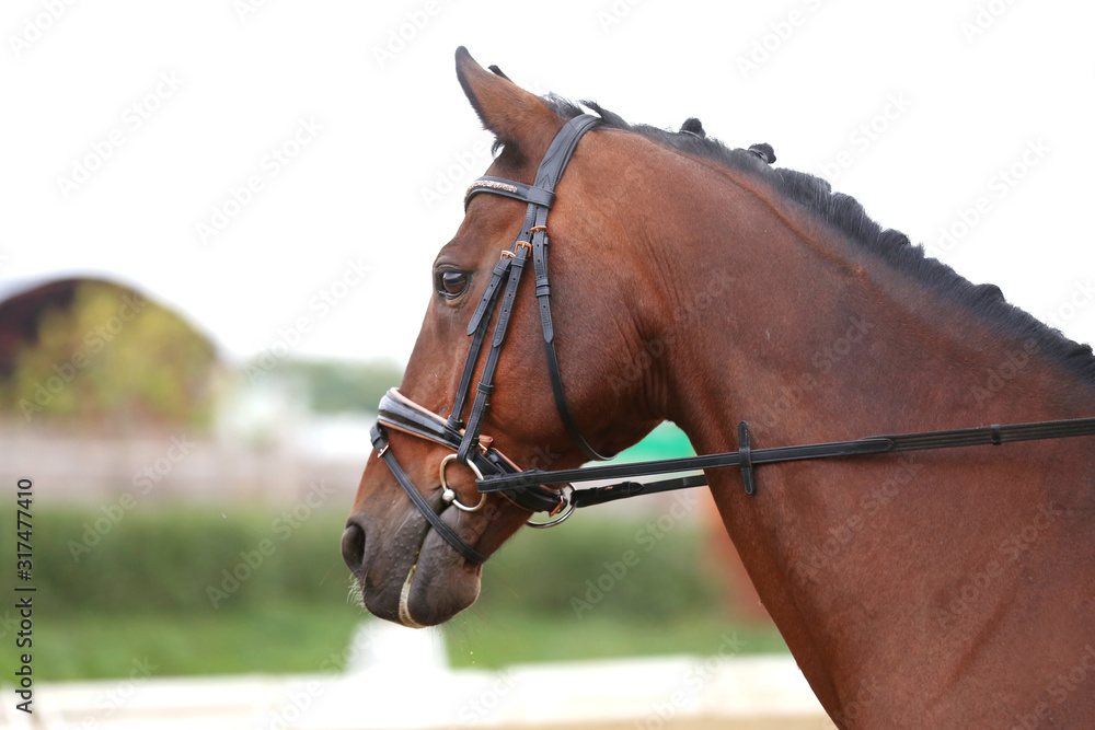 Detail of a saddle horse head closeup portrait in a landscape Detail of a saddle horse head closeup portrait in a landscape