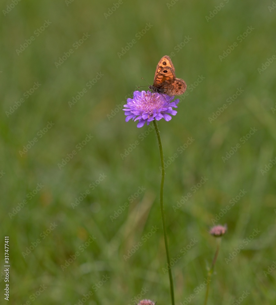 orange butterfly on flower orange butterfly on flower