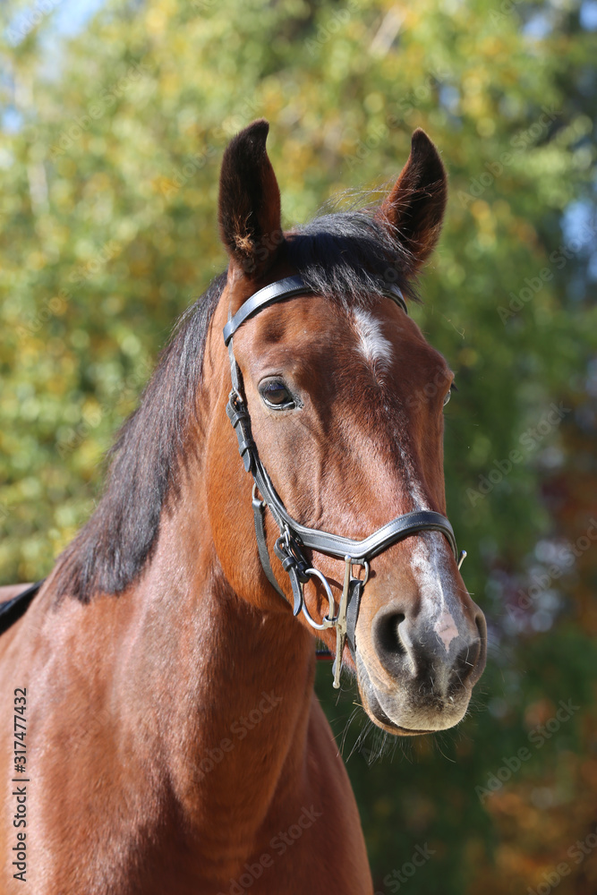 Detail of a saddle horse head closeup portrait in a landscape Detail of a saddle horse head closeup portrait in a landscape