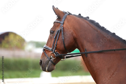 Detail of a saddle horse head closeup portrait in a landscape © acceptfoto