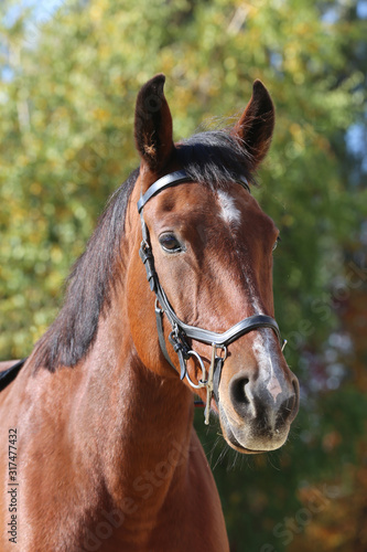 Detail of a saddle horse head closeup portrait in a landscape © acceptfoto