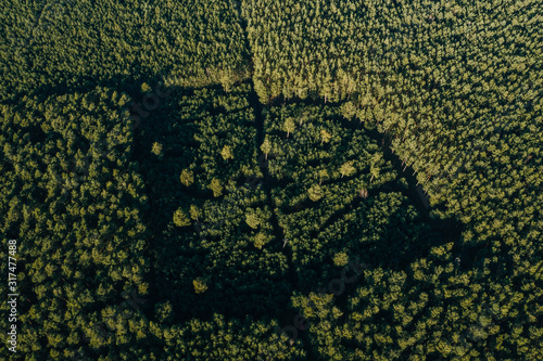 drone photo of the forest of Grunheide, Berlin-Brandenburg, Tesla giga factory photo