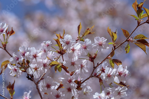 pink flowers on a Sakura branch in spring in bright sunlight on a blurred background of pink flowers and blue sky in the Japanese garden in the Moscow Botanical garden