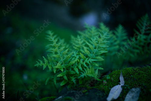 Beautiful green ferns with bokeh