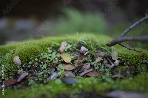 Beautiful green moss with bokeh