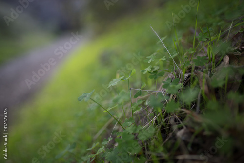 Beautiful green clovers with bokeh