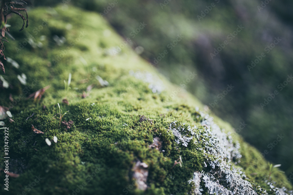 Beautiful green moss with bokeh Beautiful green moss with bokeh