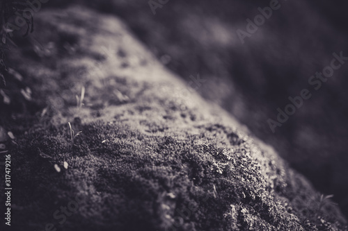 Beautiful moss with bokeh in black and white