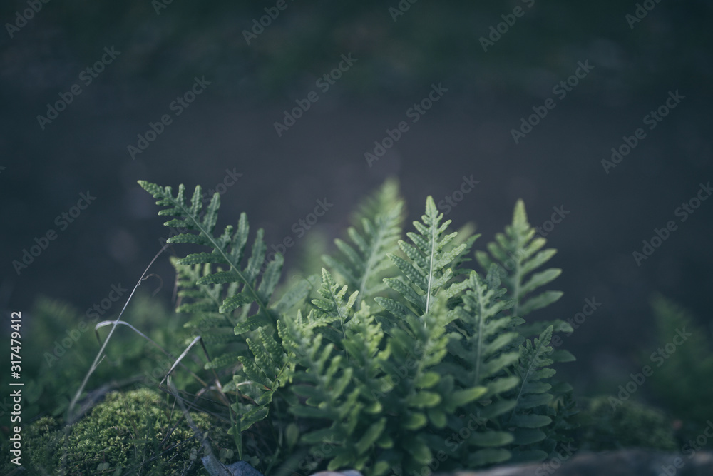 Beautiful green ferns with bokeh