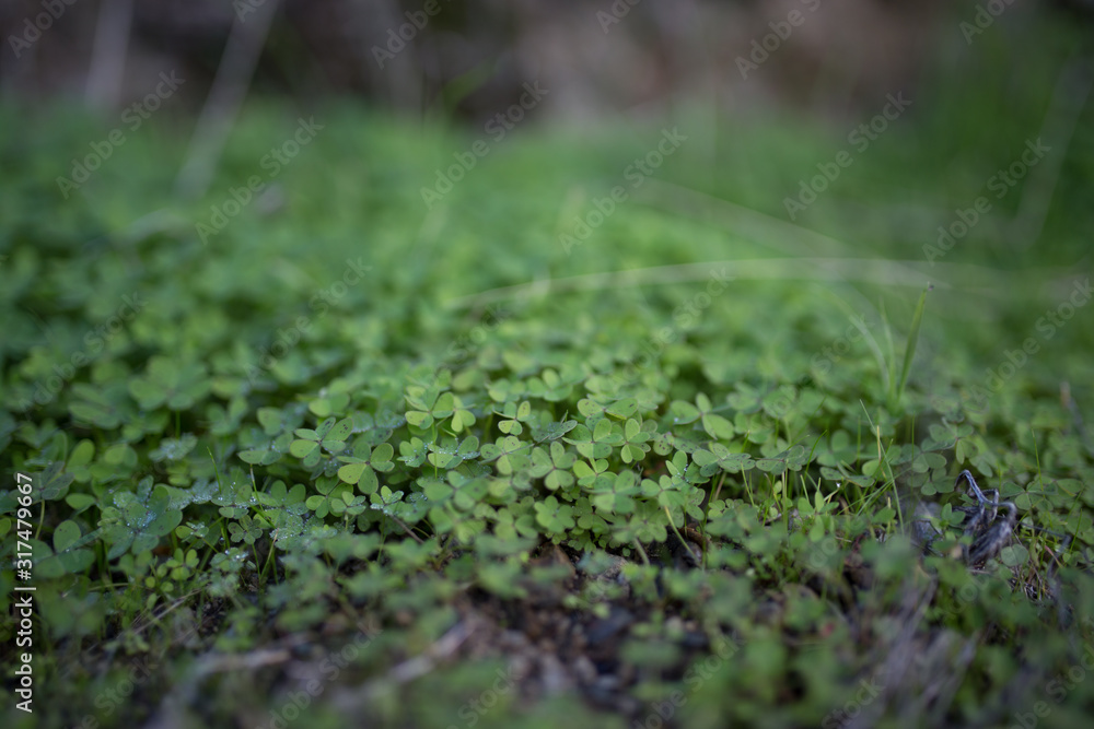 Beautiful green clovers with bokeh Beautiful green clovers with bokeh